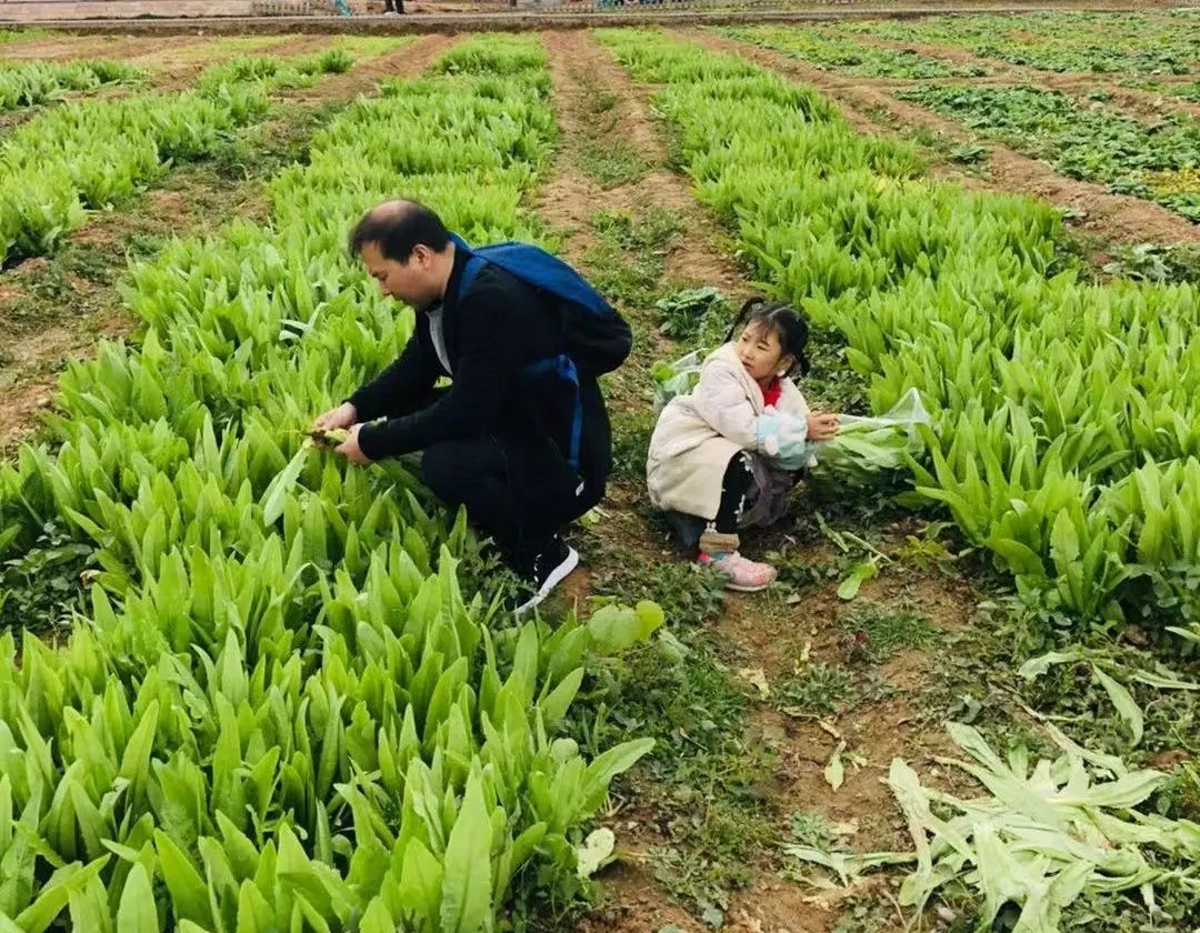 中国美丽休闲乡村：重庆东升村的金黄稻田，白墙瓦房错落有致,